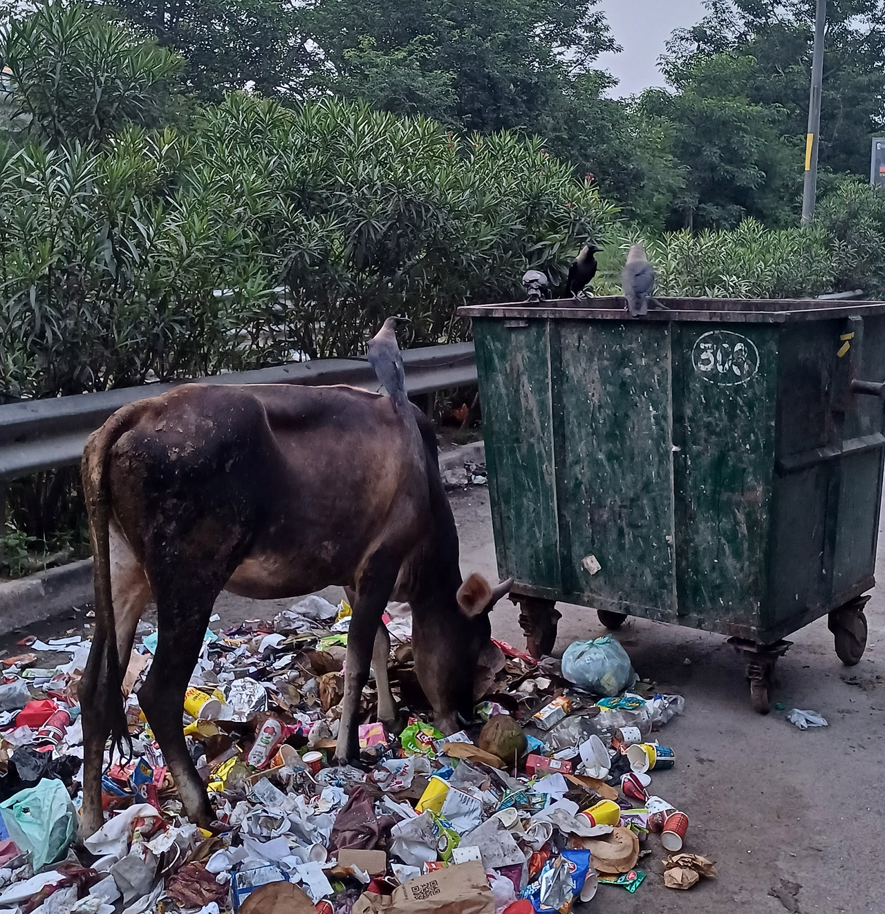 소와 비둘기.jpg
