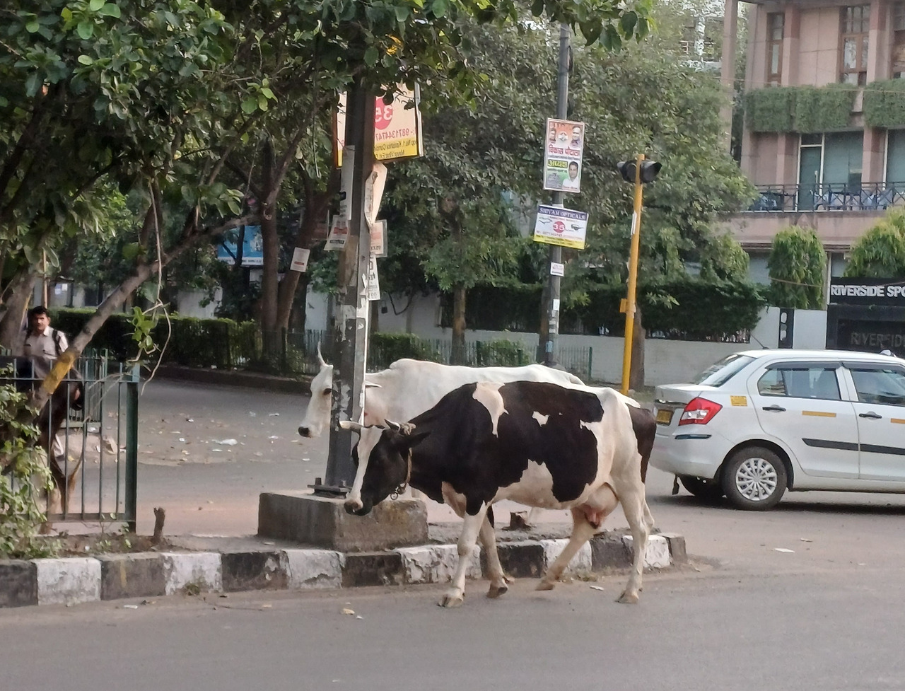 거리를 걸어가는 소 두마리.jpg