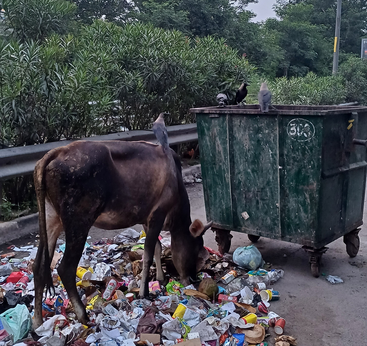 소와 비둘기.jpg