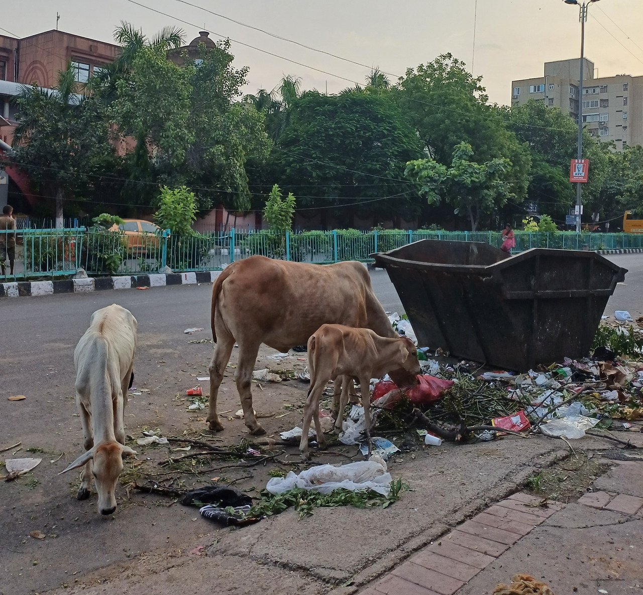 쓰레기 집하장의 소들.jpg