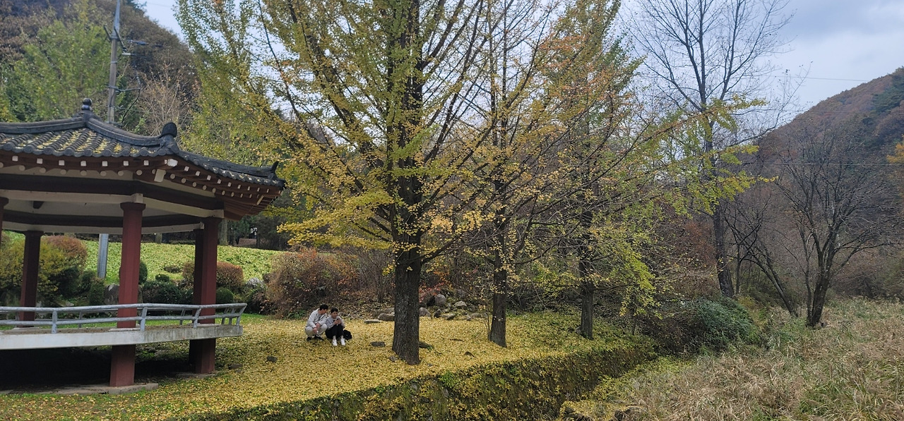 정자옆 노란.jpg