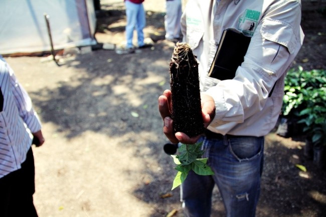 coffee farm guatemala.jpg