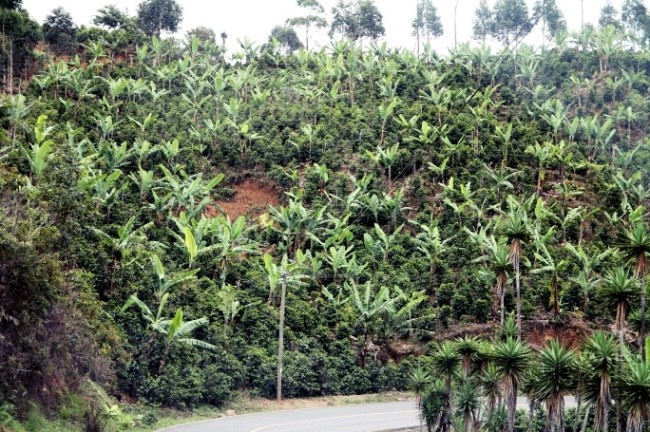 costa rica coffee farm.jpg