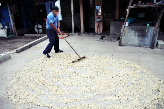 antigua coffee farm.jpg