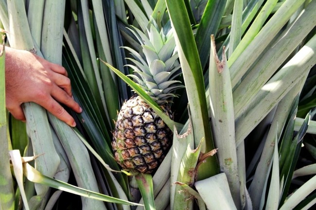 costa rica pine apple.jpg