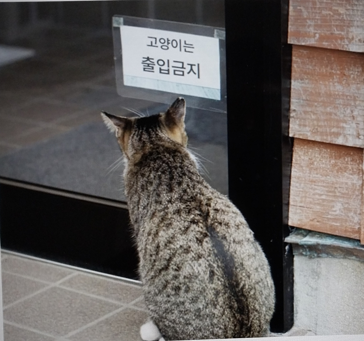 양이 한글해독.jpg