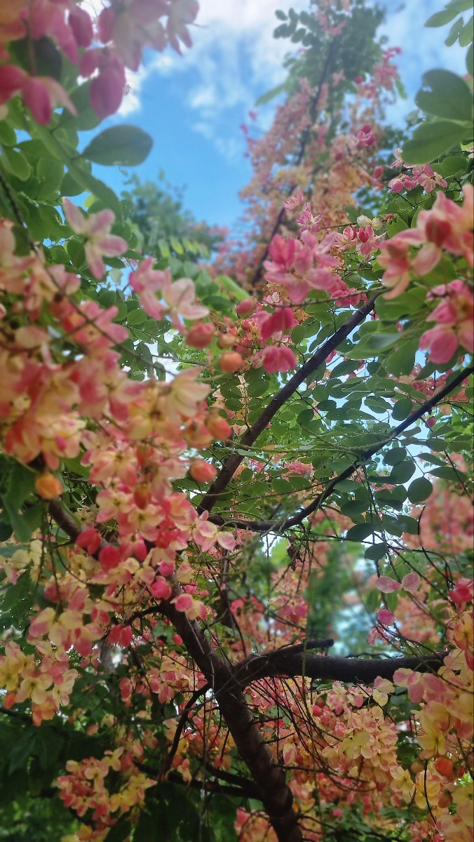 이름모를 꽃.jpg