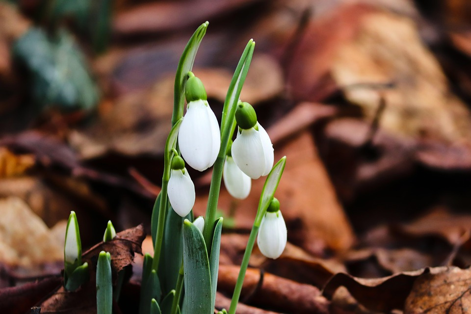 snowdrop-4762982_960_720.jpg