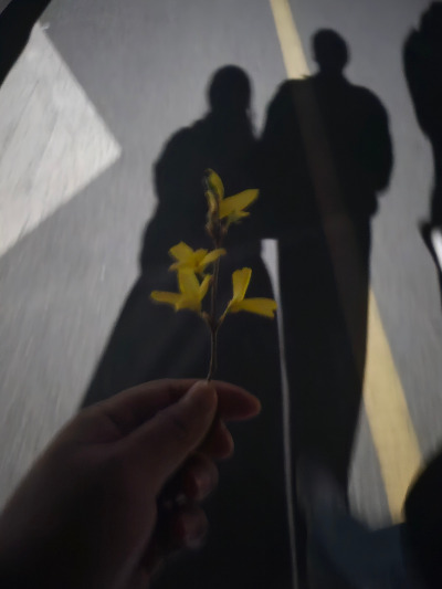 개나리 사진.jpg