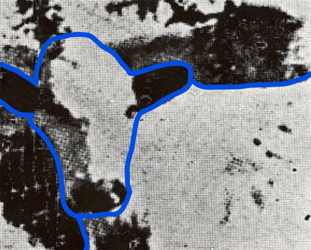 Cow-Picture-Revealed (1).jpg