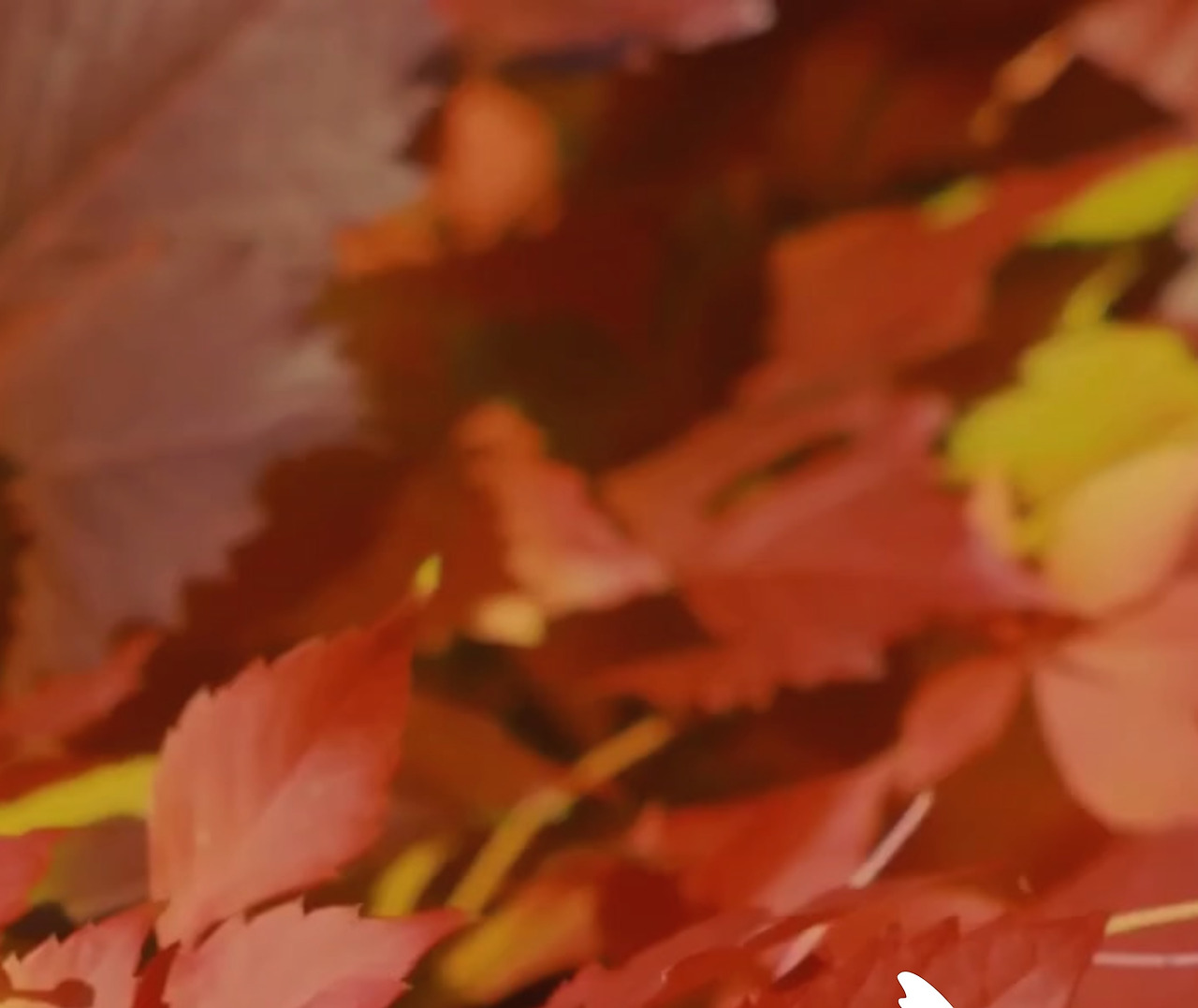 내게온 가을 빛2.jpg