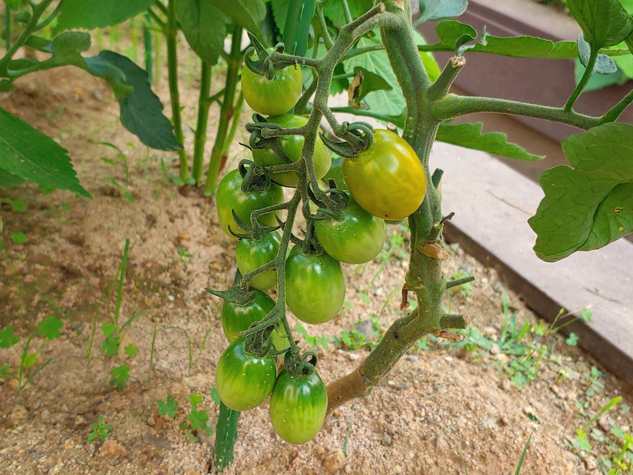 토마토 가로.jpg