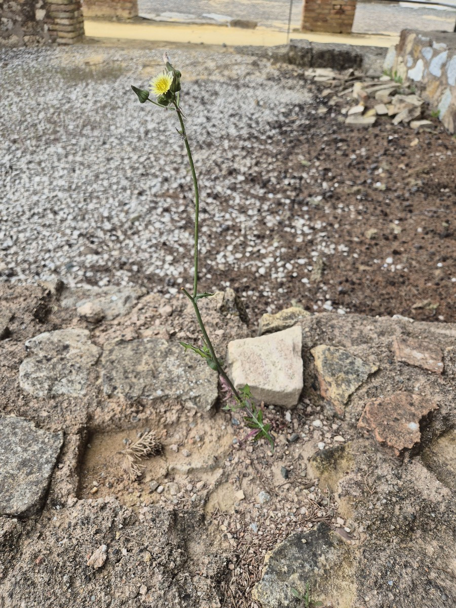 피지 못할 꽃.jpg