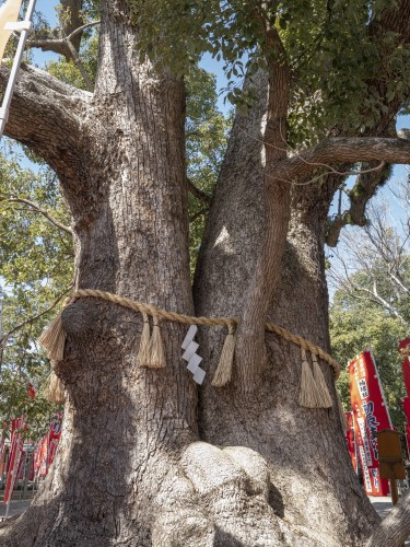 스미요시다이샤 참나무2.jpg