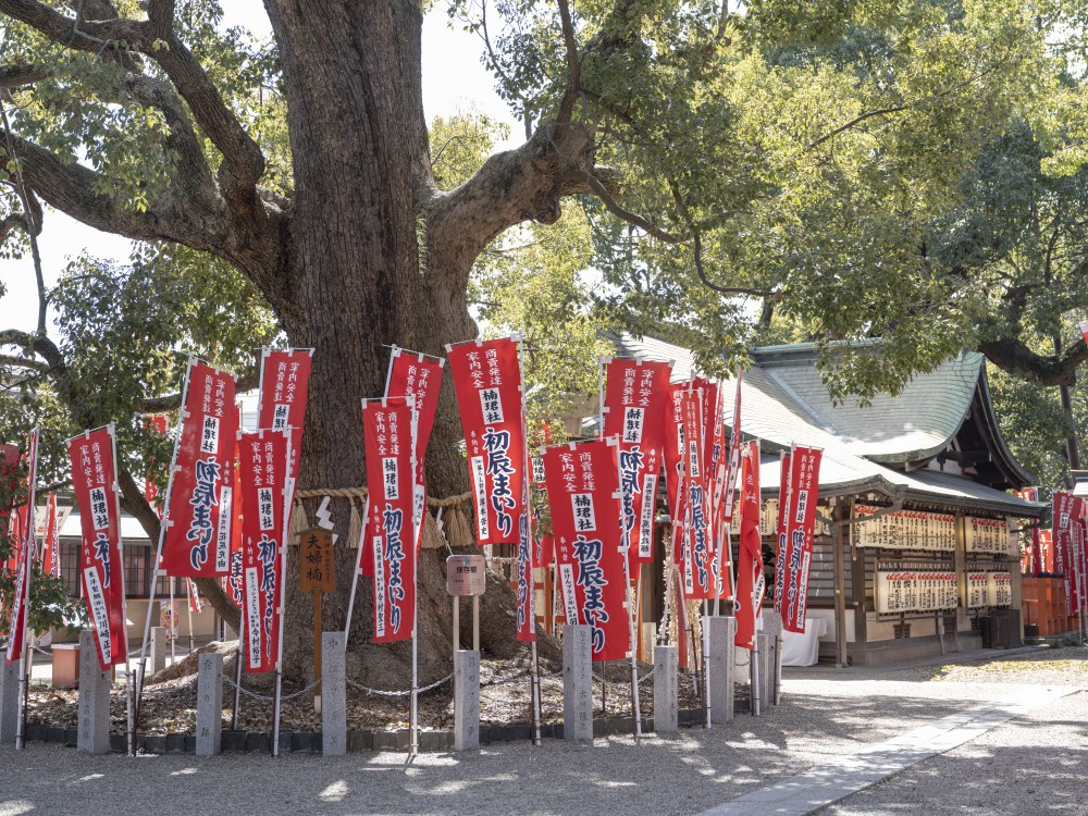 스미요시다이샤 참나무1.jpg