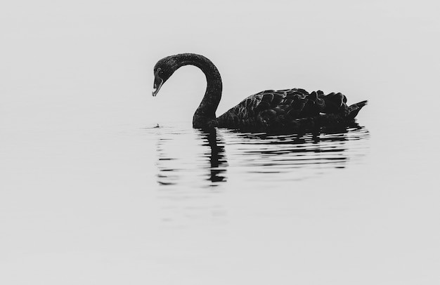 closeup-black-swan-lake-tekapo-new-zealand_53876-146256.jpg