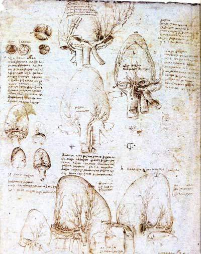 heart-study-leonardo.jpg