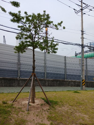 가로수 버팀목.jpg