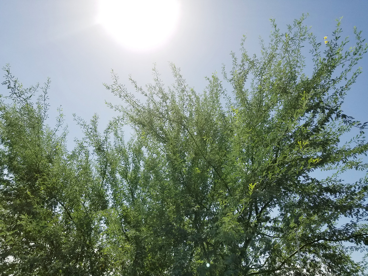 sunshine-in-the-desert-palo-verde-tree-2025-02-21-21-24-59-utc.jpg