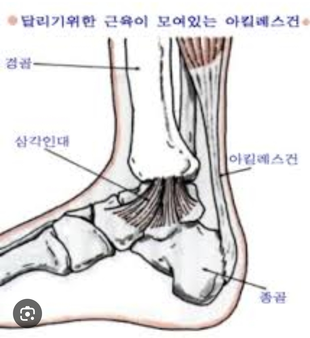 아킬레스 건 그림.jpg