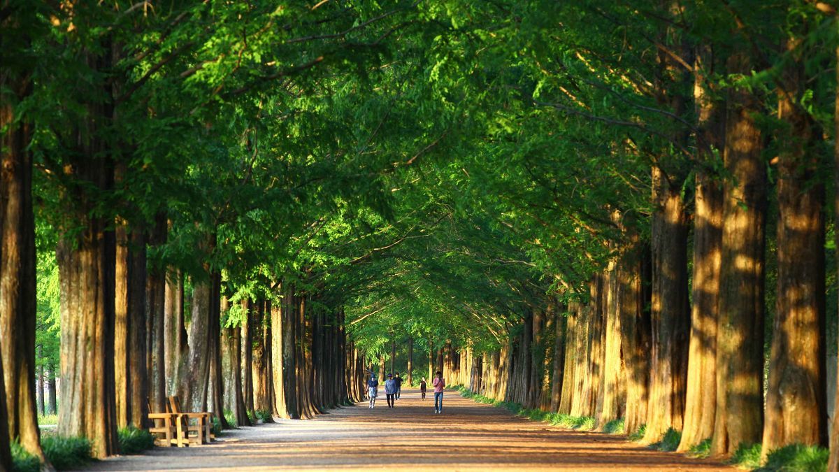 zfdfdfType1_담양 메타세쿼이아길_한국관광공사 이범수_lGhBKa.jpg