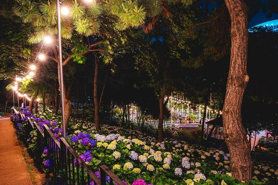 2025 장생포 수국 페스티벌 4.jpg