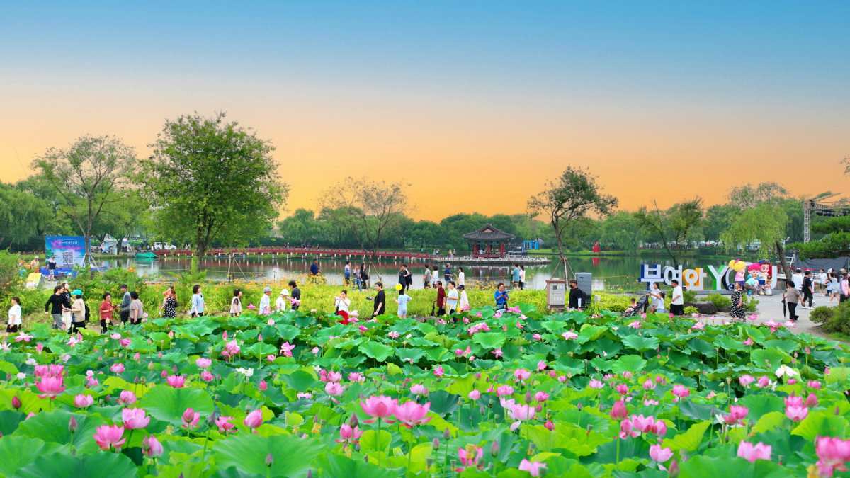 zfdfdf1.제22회+서동연꽃축제+성료+(1).jpg
