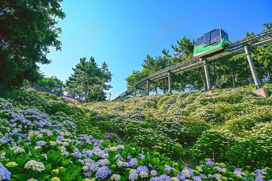 2025 장생포 수국 페스티벌 2.jpg