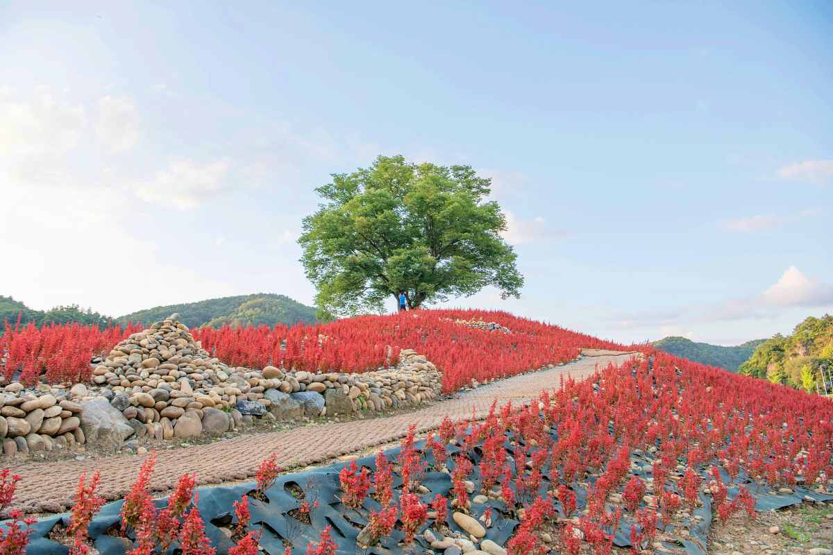 zfdfdfytQblY_영월 강변저류지.jpg