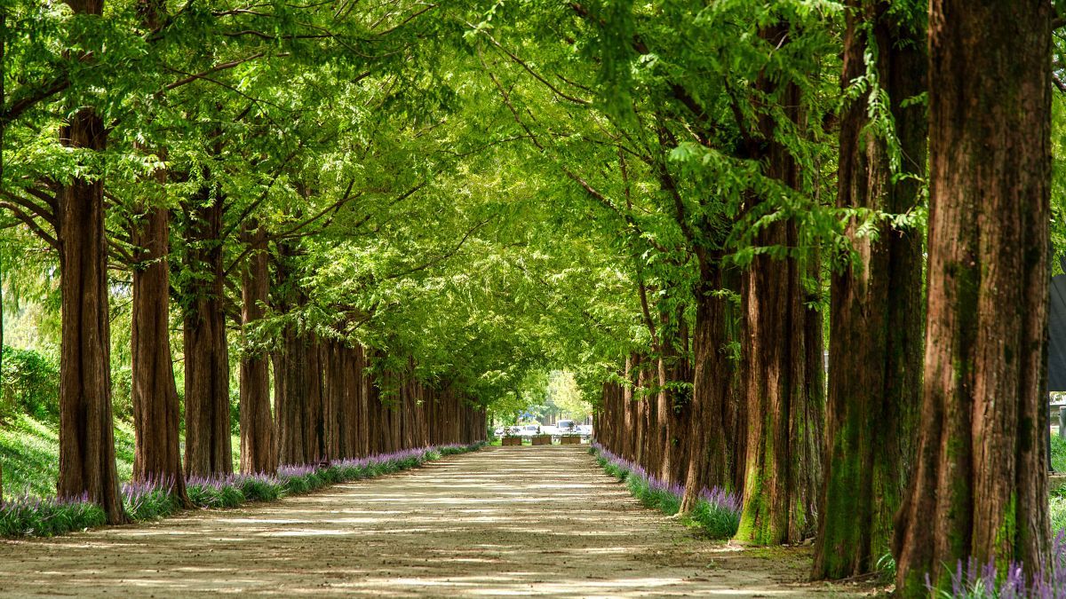 zfdfdfType1_담양 메타세쿼이아길_오경택_V7TEED.jpg