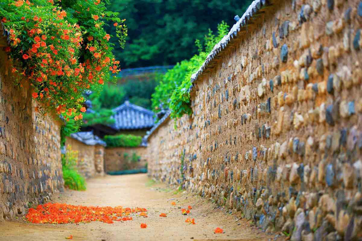 zfdfdfEnRufa_능소화피는 골목길.jpg