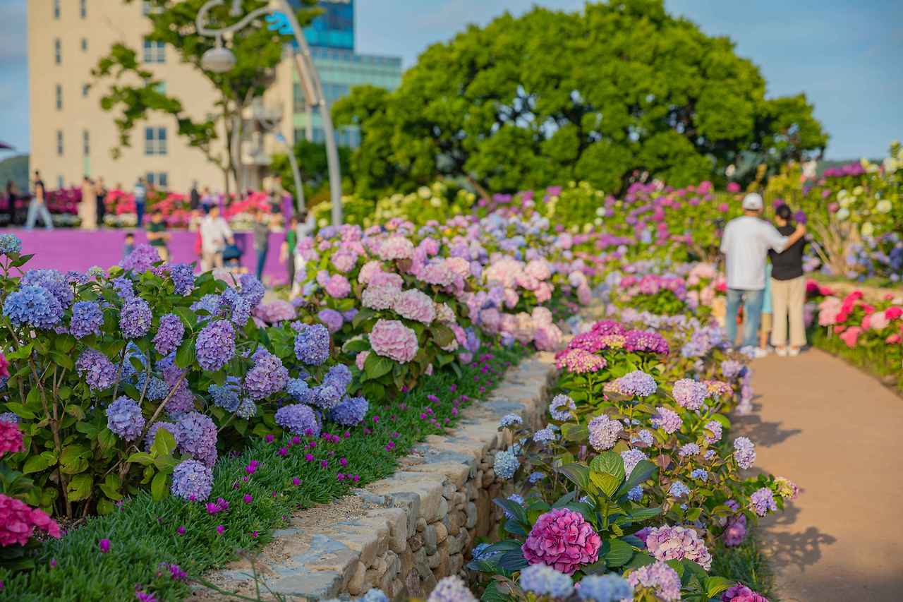 7jkDue_장생포 수국 페스티벌.jpg