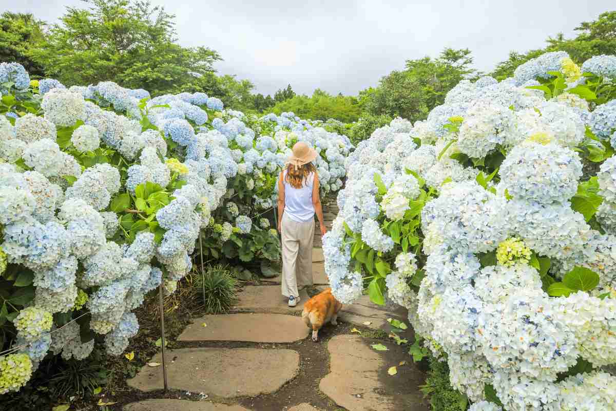 zfdfdfHjrhLa_카멜리아힐 (1).jpg