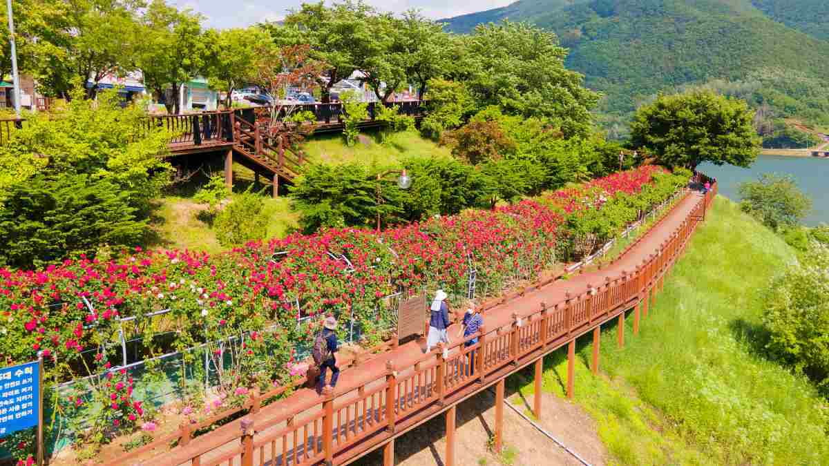 zfdfdf보도1)단양 장미터널3.jpg