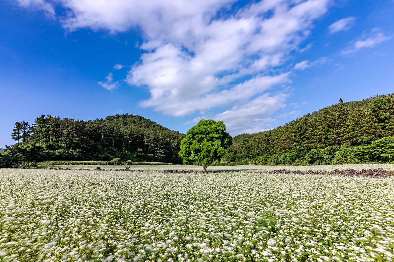 pxJg0k_메밀꽃 필 무렵111.jpg
