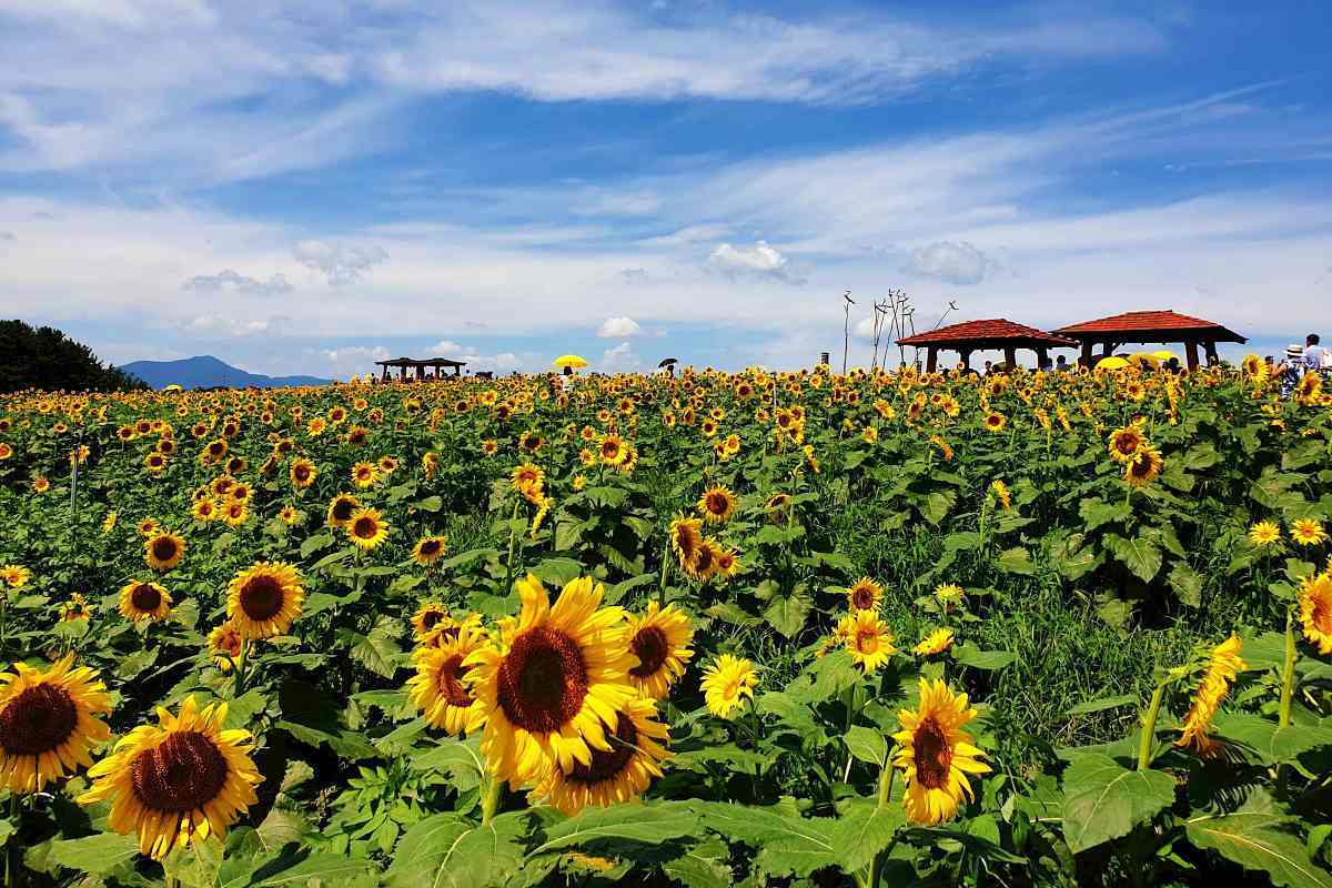 zfdfdf7EhCKa_강주마을 해바라기.jpg