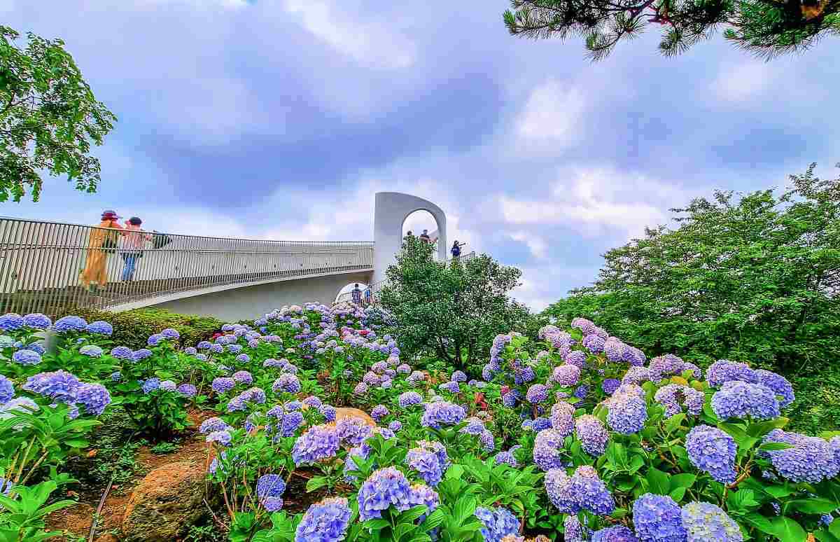 zfdfdf7EhCGa_카멜리아힐의 수국.jpg