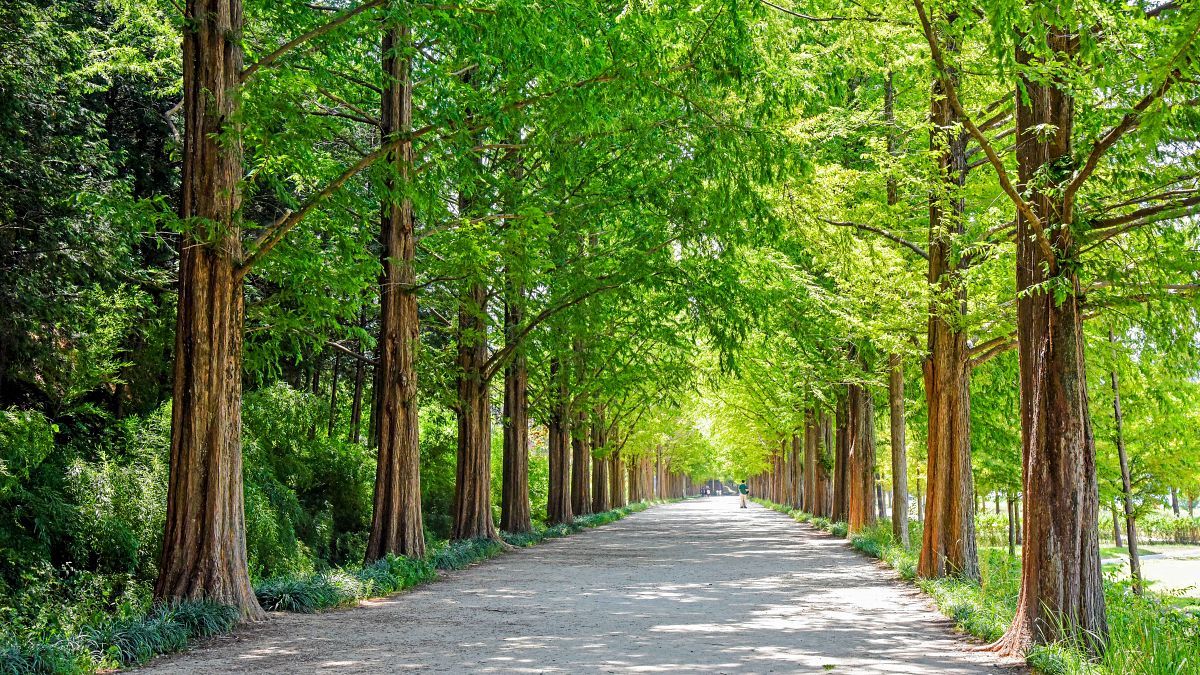 zfdfdfType1_담양 메타세쿼이아길_라이브스튜디오_N45Nla.jpg