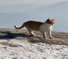 백운대 호랑이.jpg