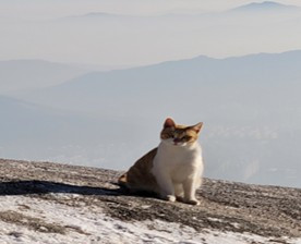 백운대 호랑이3.jpg