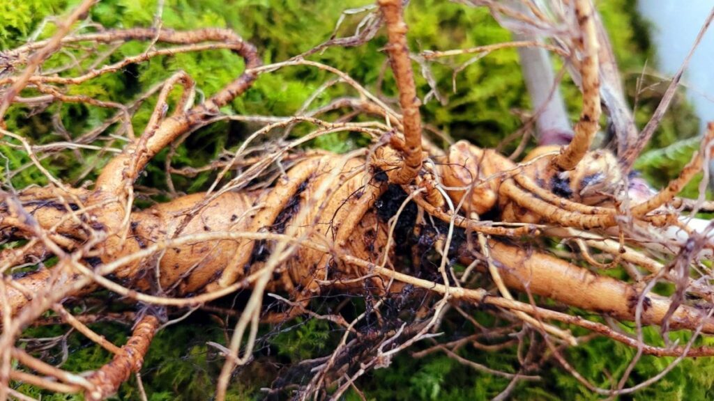 Jung-Ju-young-Ginseng-discovered-1-1024x576.jpg