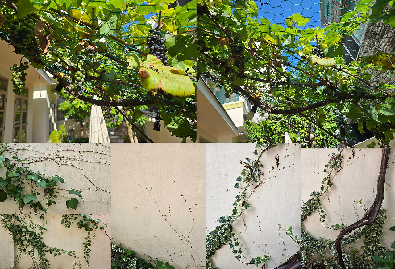 담쟁이 묶음.jpg