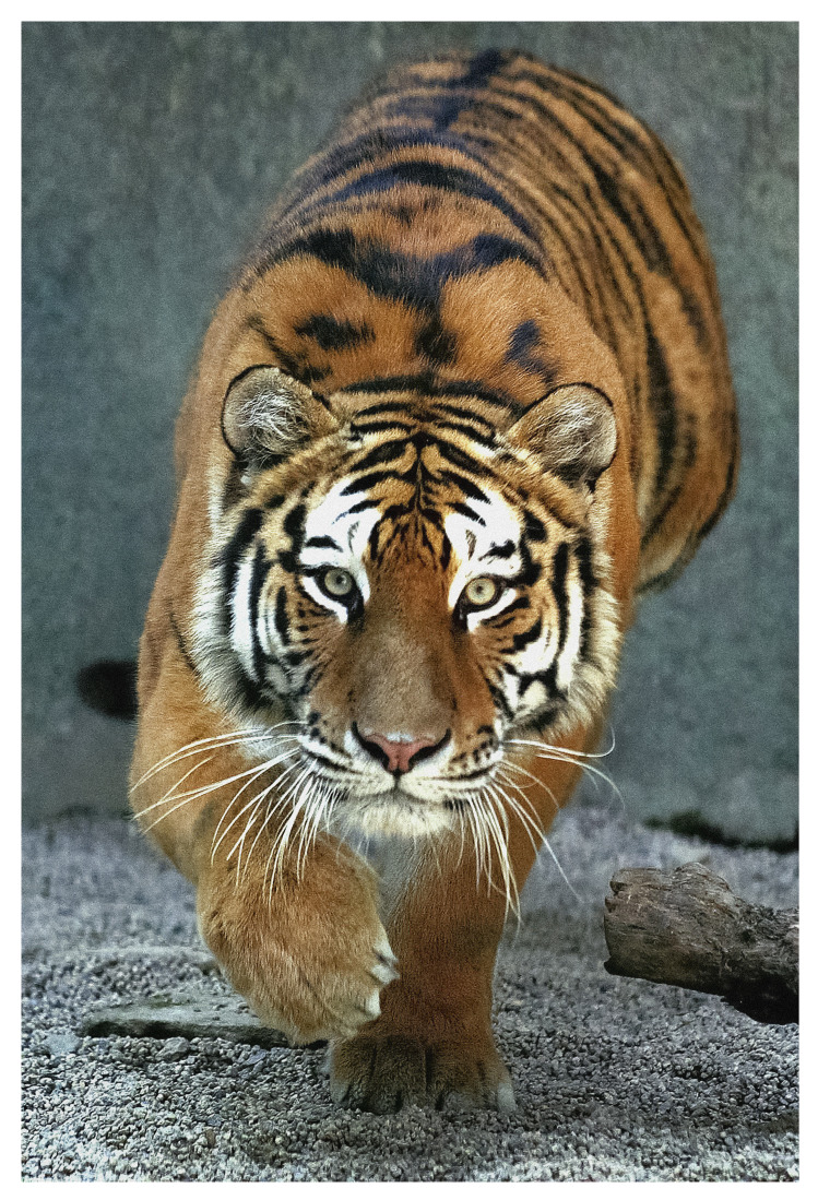 낭림의 생전모습.jpg