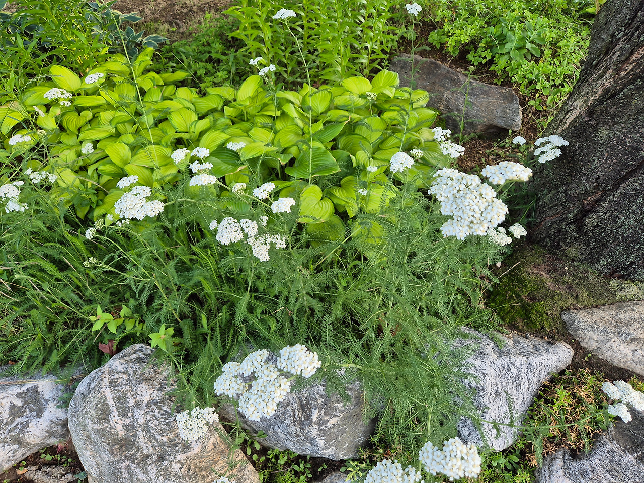 20250618_073853 (1).jpg