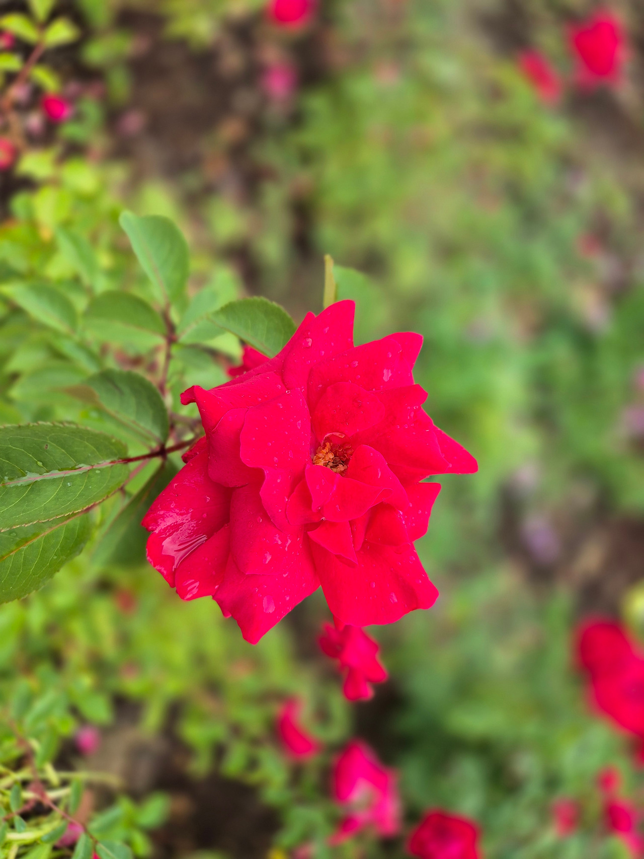 20250620_125027 (2).jpg