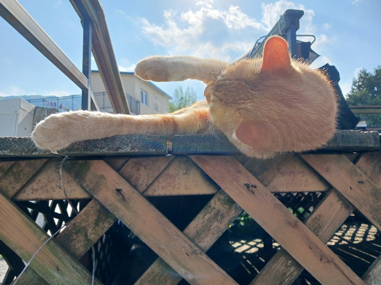 잠자는 쿠키.jpg