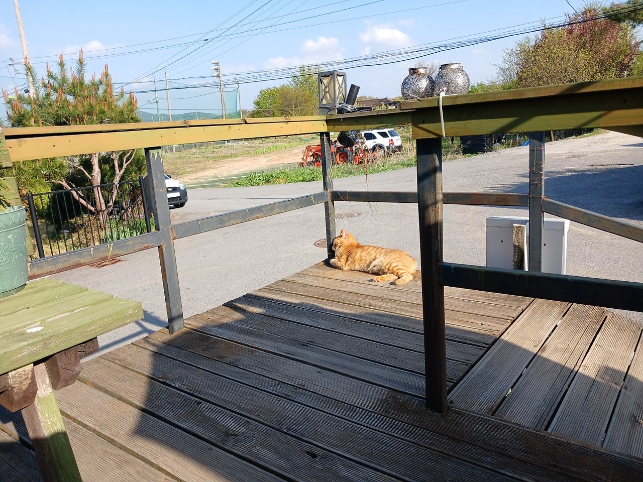 쿠키의 봄날.jpg