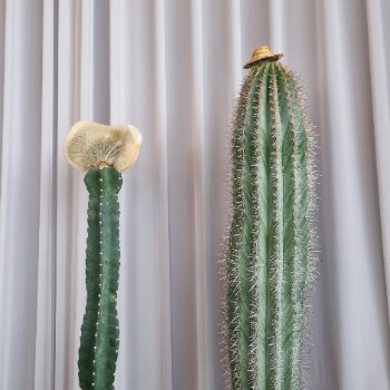 선인장.jpg