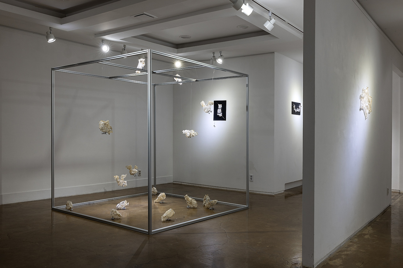 머리잃은 비둘기.jpg