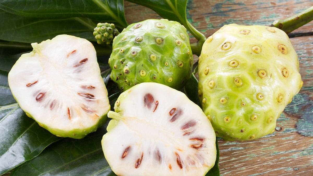 noni-fruit4.jpg